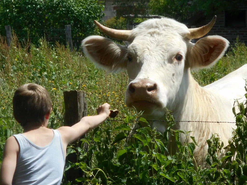 Camping Les Arbois 4