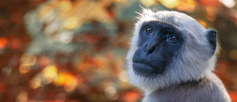 Gelderland 2 (2) (1)