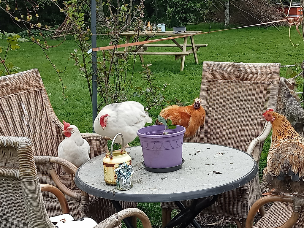 Camping De Kapberg Tuin 8