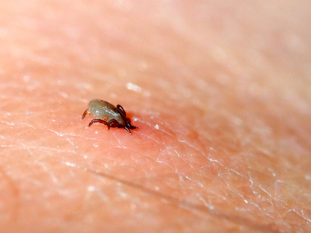 Ein Zeckenbiss
