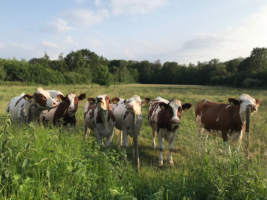 Zurück zu den Grundlagen auf einem Bauernhof-Campingplatz