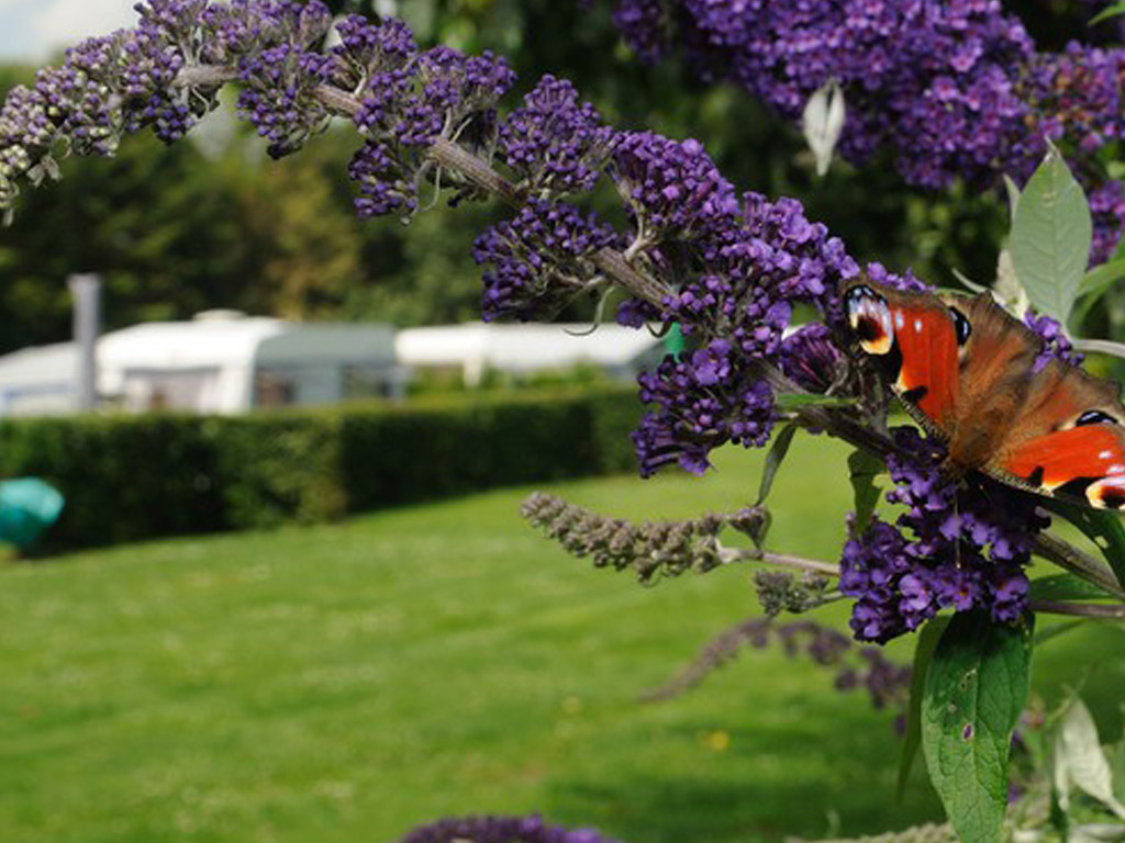 Fühlen Sie sich frei auf Camping Natupark het Verlaat