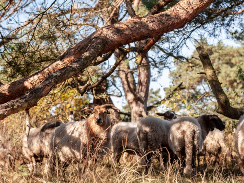 Camping De Beukenhof 7