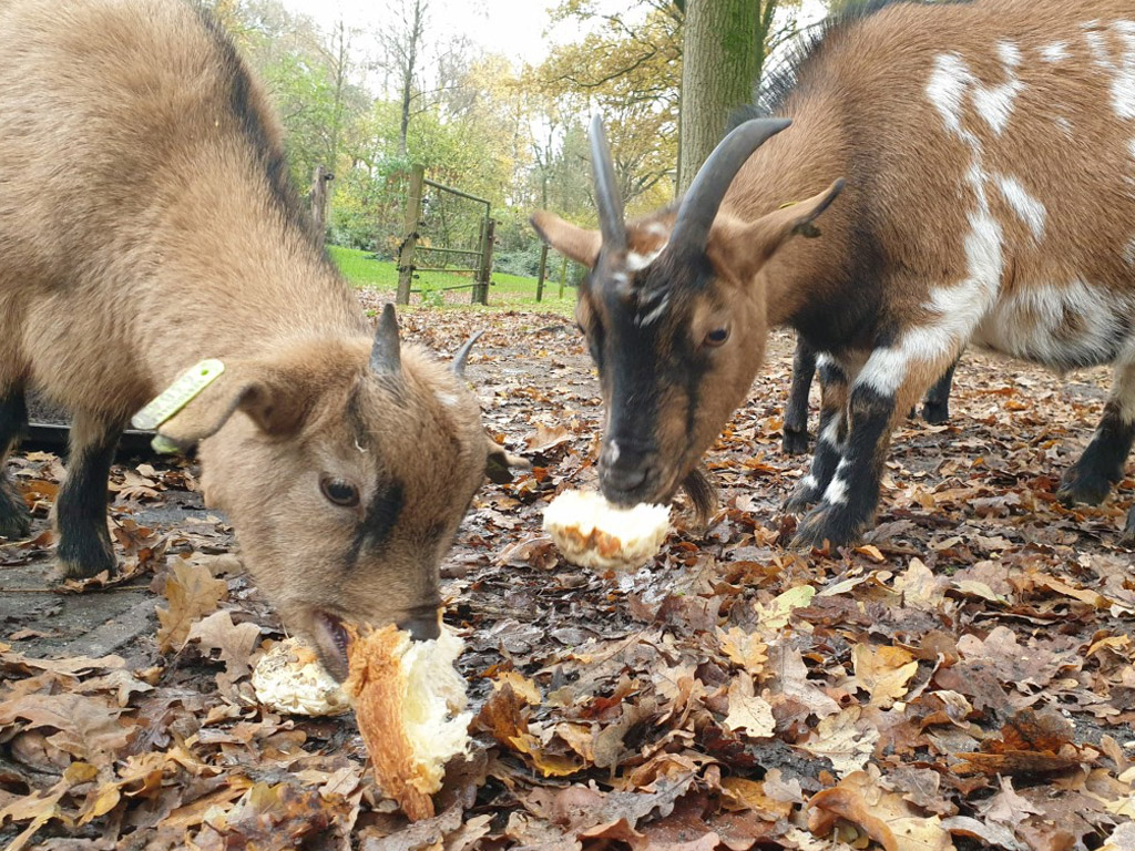 Vakantiecentrum De Kroeze Danne 9