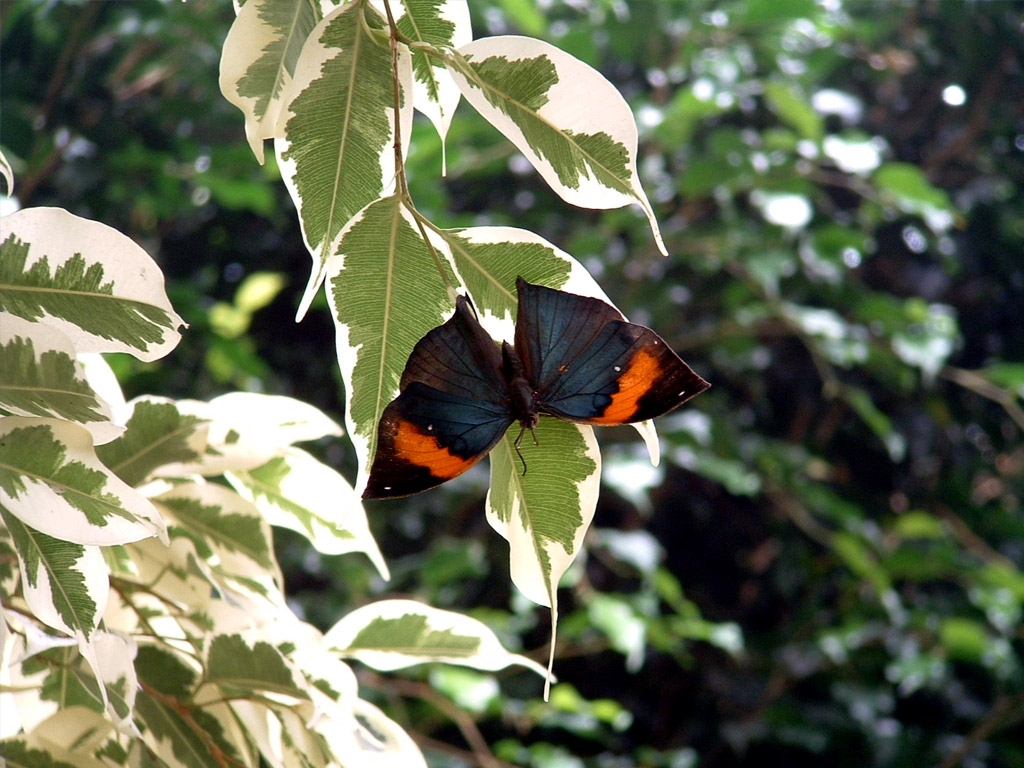 Und so fuhren wir ins 75 Kilometer entfernte Vannes, um einen Schmetterlingsgarten zu besuchen.
