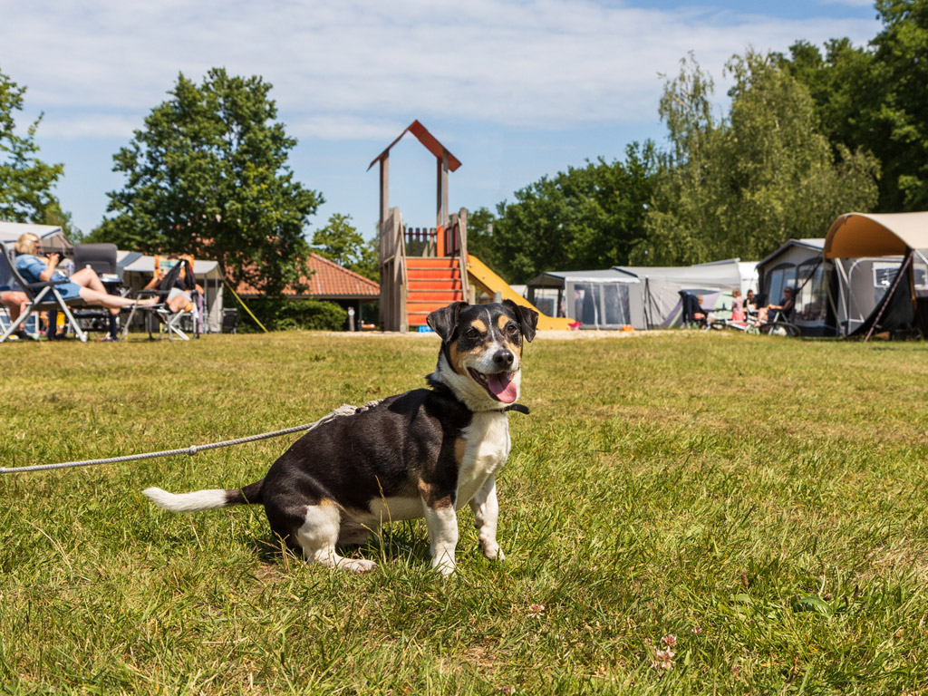 Camping De Vossenburcht 9