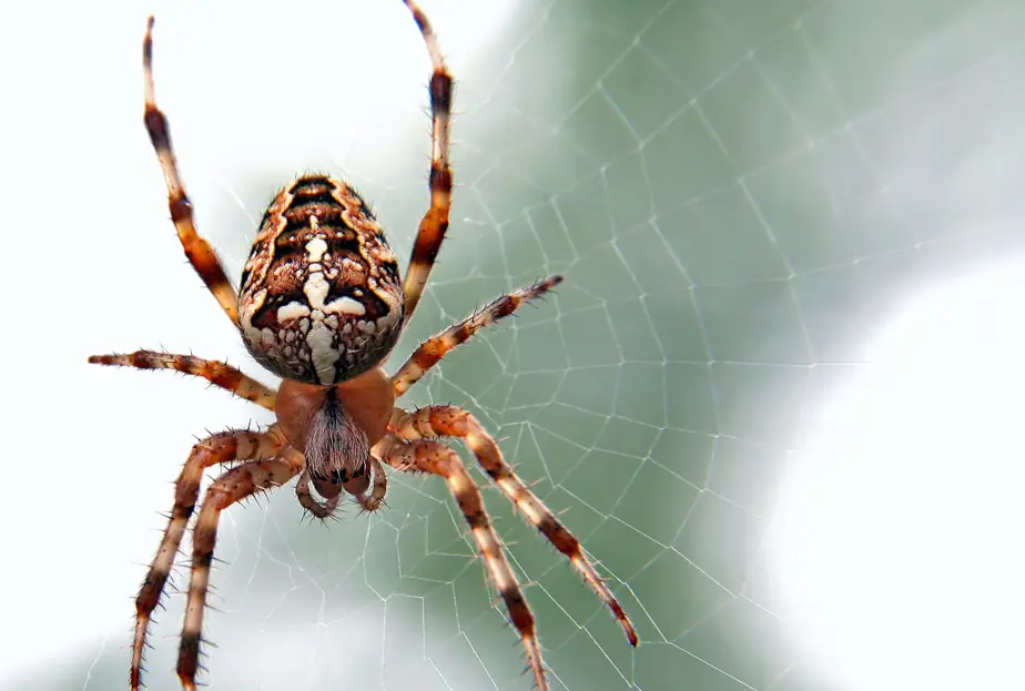 Ungeziefer in der Markise