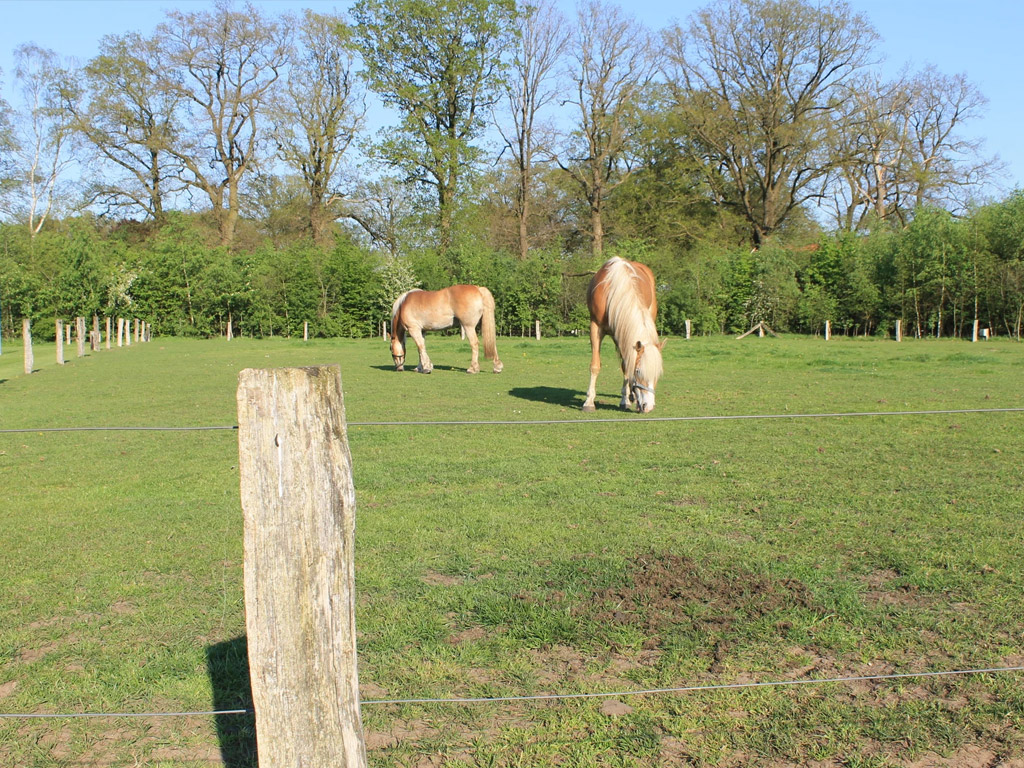Camping Dal Van De Mosbeek 8