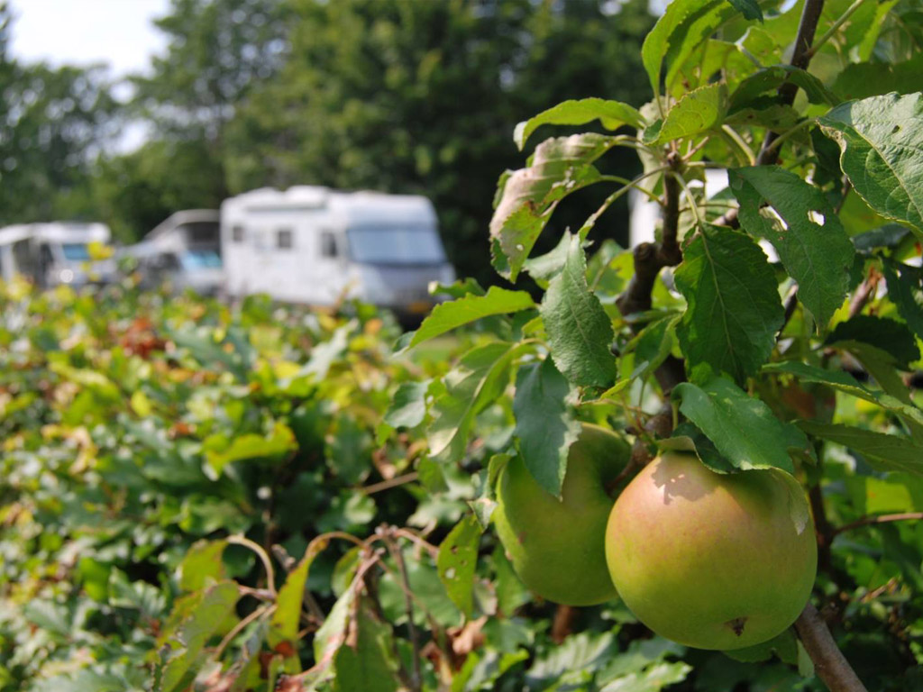 Camping De Hooiberg 8