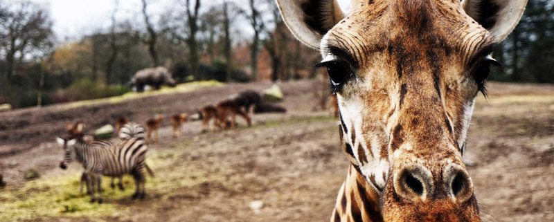 Wildlands Emmen 1 (1) (1) (1)