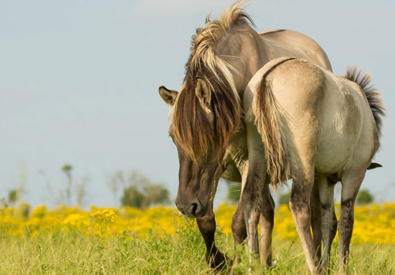 Kamperen Nederland 15