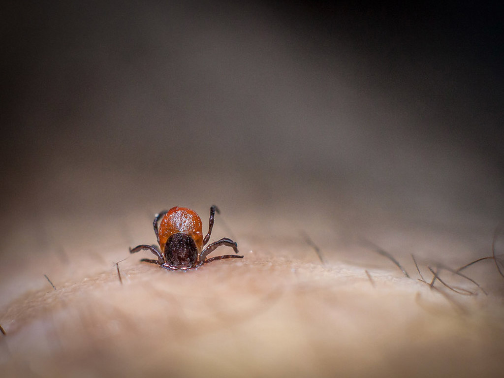 Von einer Zecke gebissen