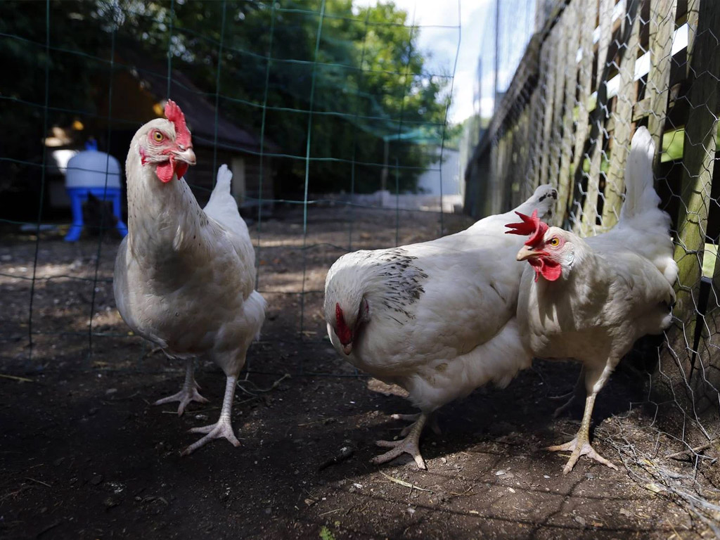 Camping Le Brabois 8