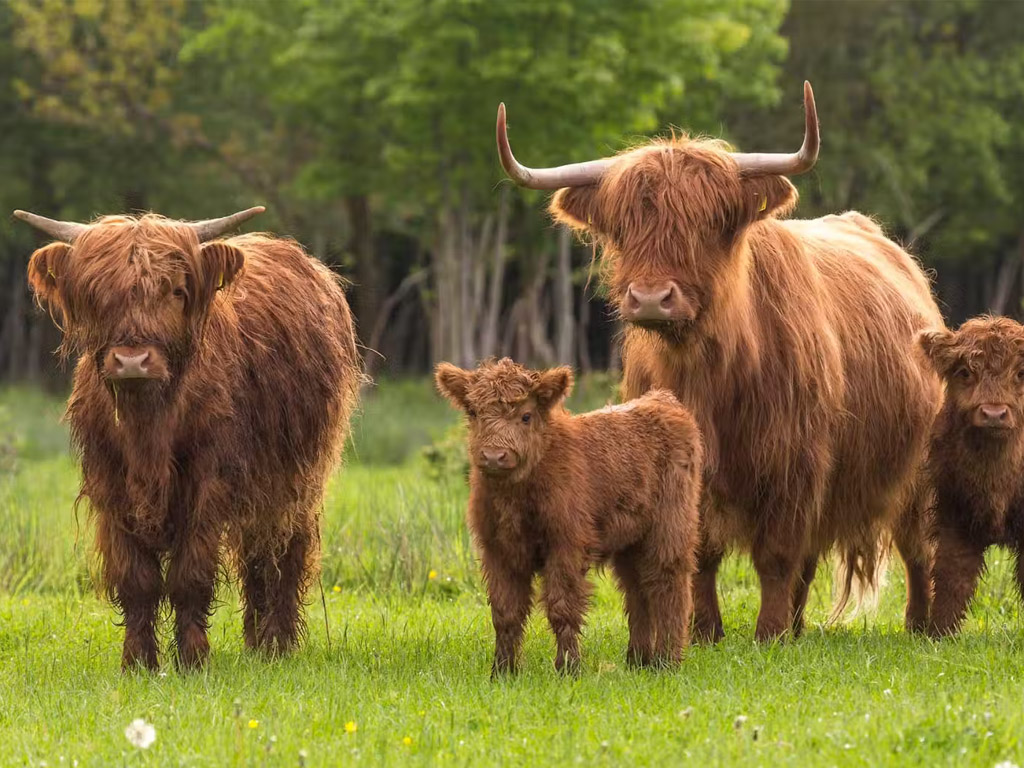 Camping De Zwammenberg 8