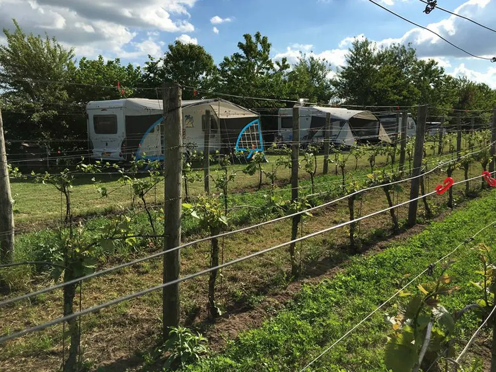 Camping auf einem Weingut
