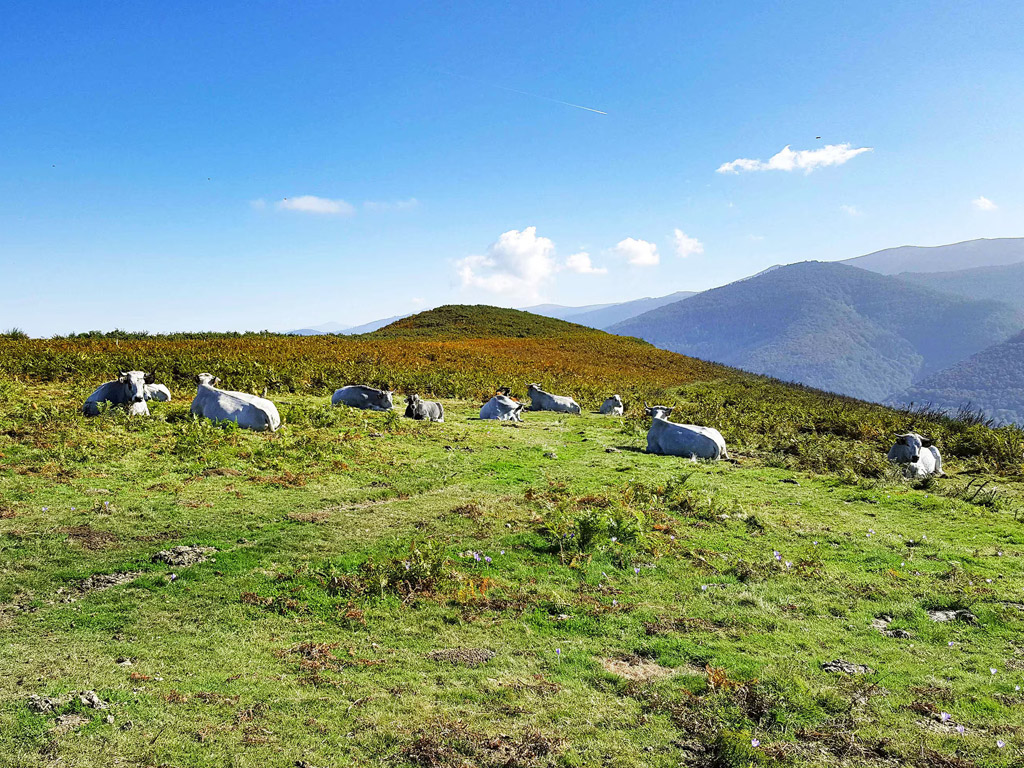 Flower Camping L Arize 10