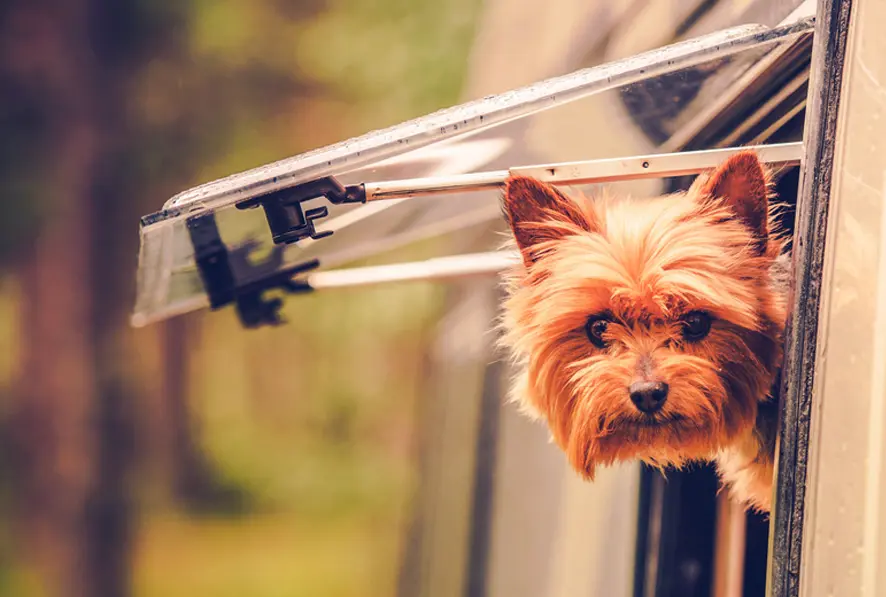 Die 20 schönsten Hundecampingplätze in den Niederlanden