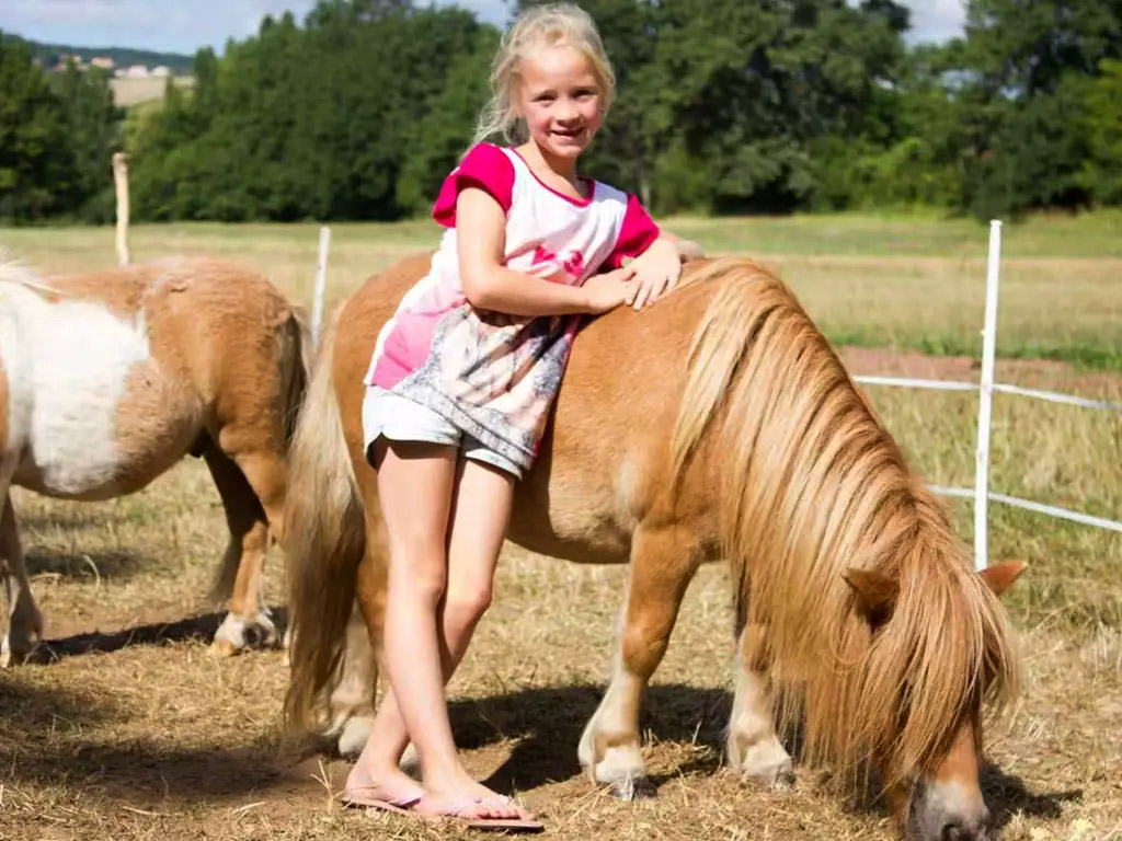 Camping mit den Holländern auf einem Shetland-Zuchtbetrieb