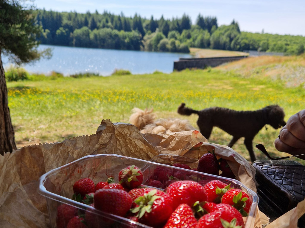 Hondencamping La Soupeze 3