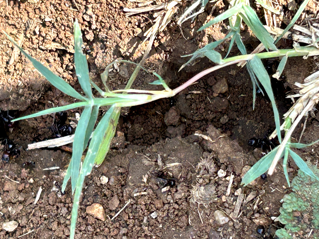 Der gesamte Teppich des Campingplatzes ist mit Ameisen bedeckt