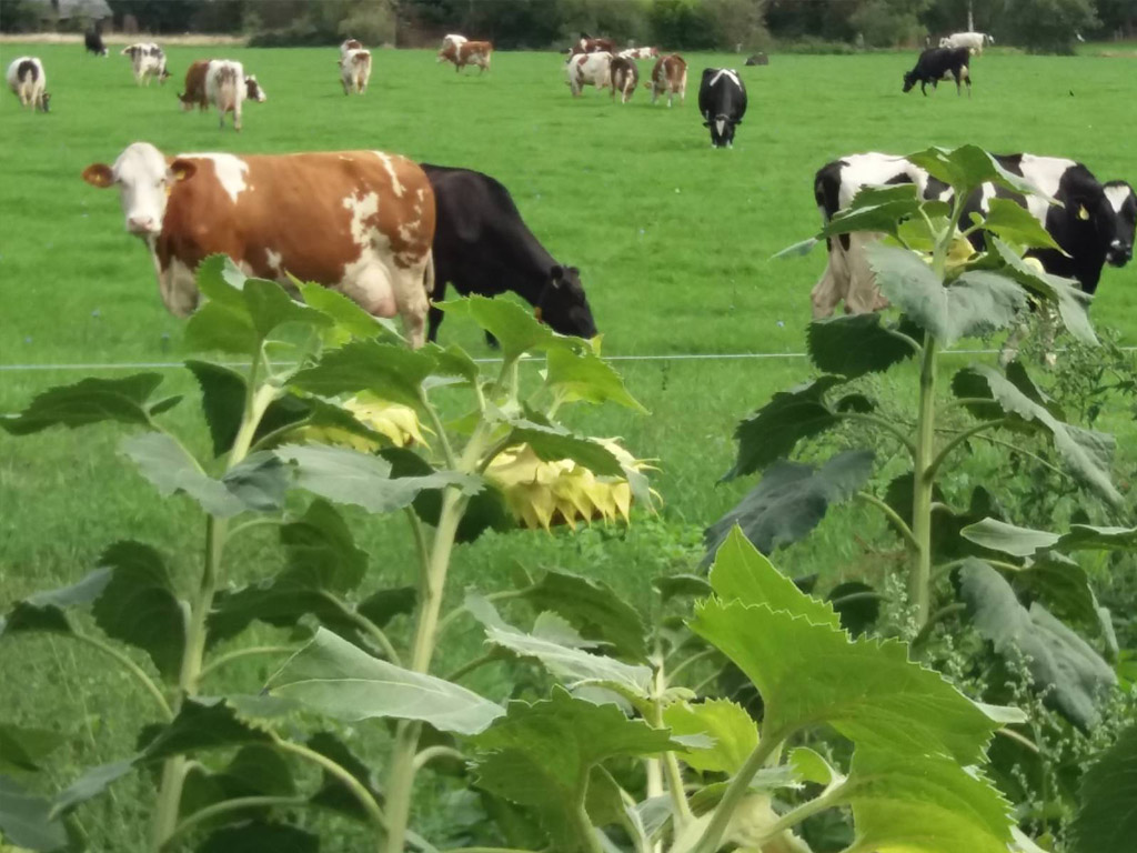 Camping De Hooiberg 2