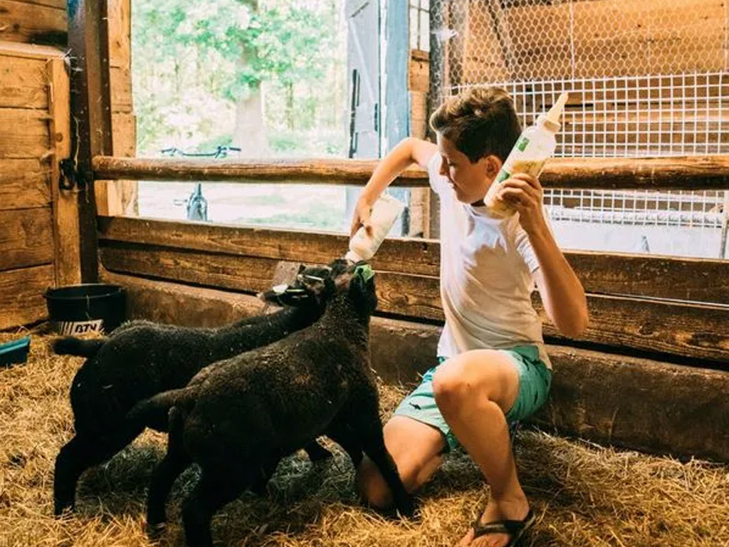 Ferme De Rochefort En Ardenne 9