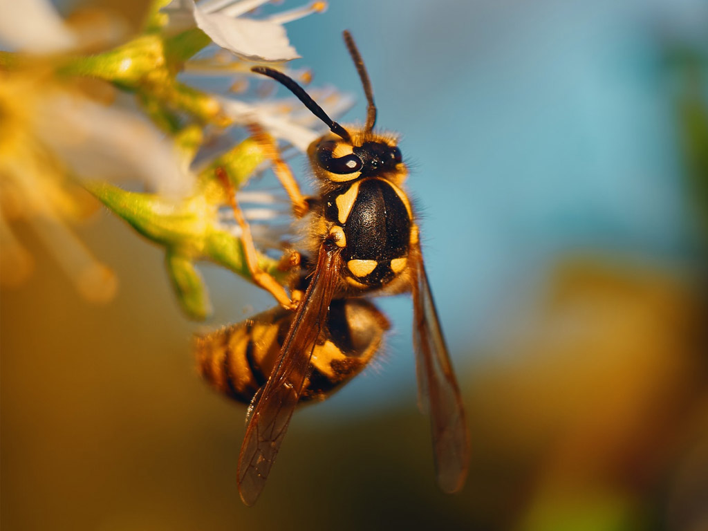 Wespen auf dem Campingplatz