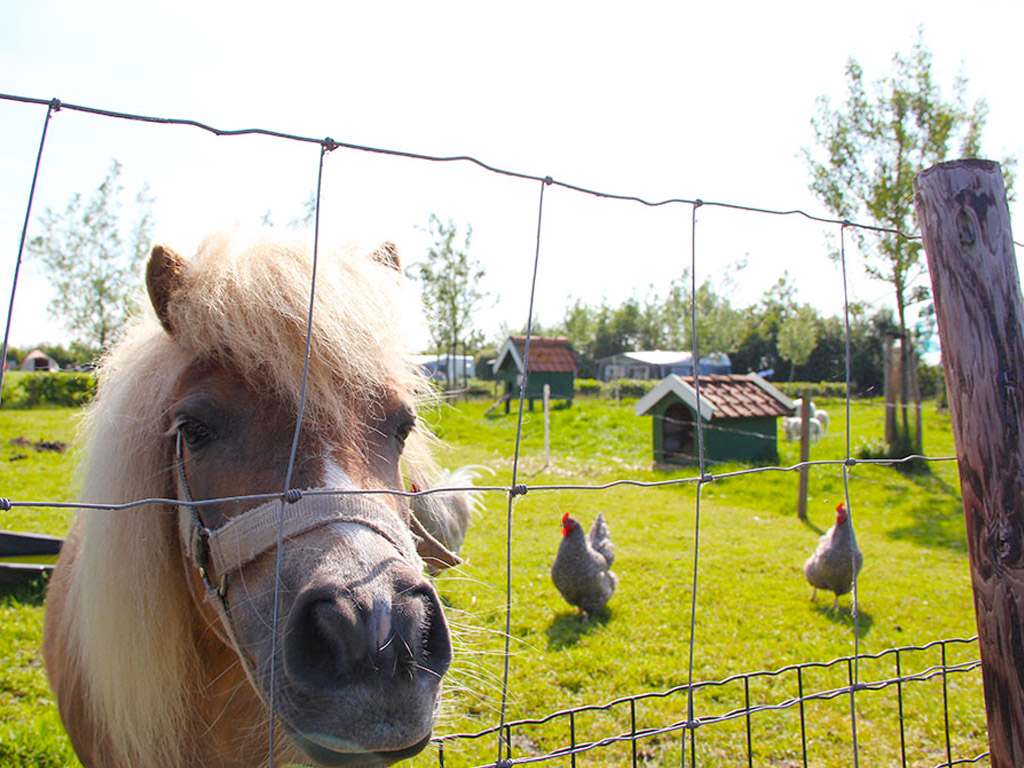 Minicamping De Oosthoek 7
