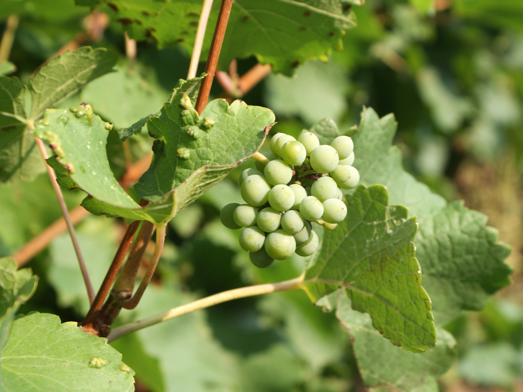 Frankreich ist das Land des Weins