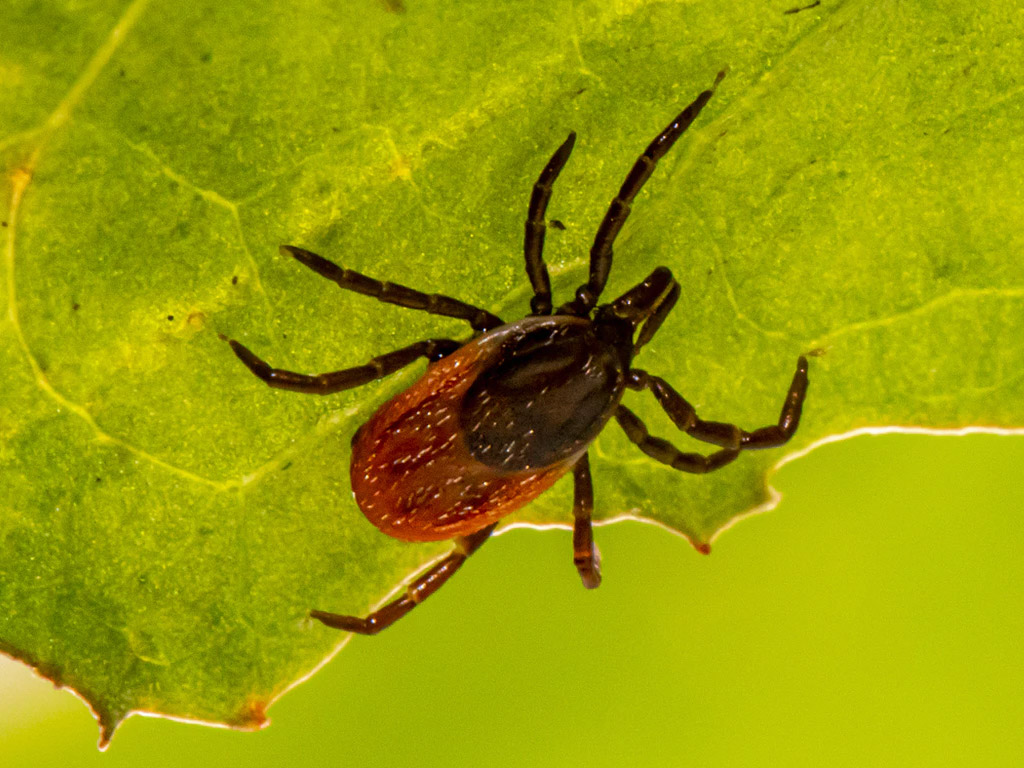 Zecken auf dem Campingplatz