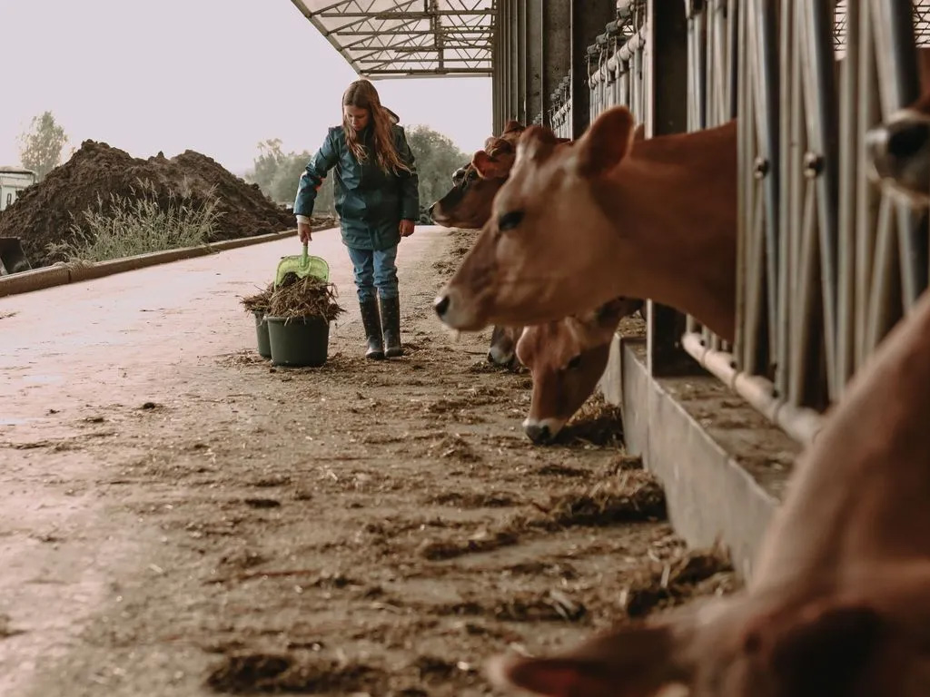 Boerenbed Hoeve Den Overdraght 3