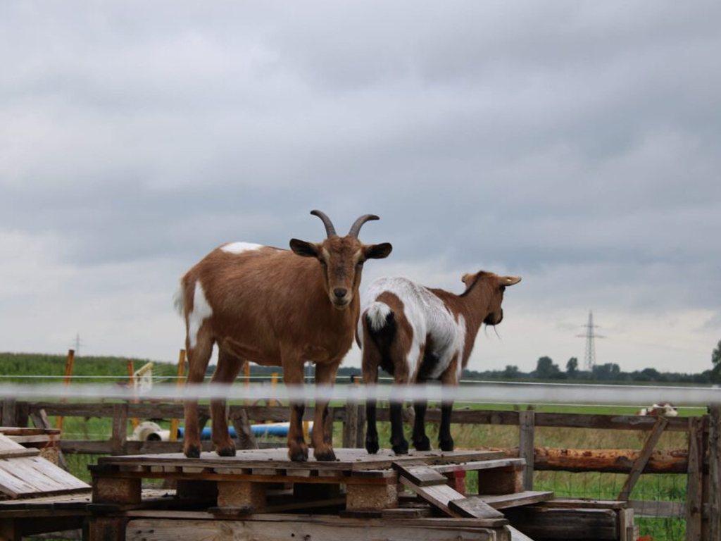 Minicamping De Goede Berg 9