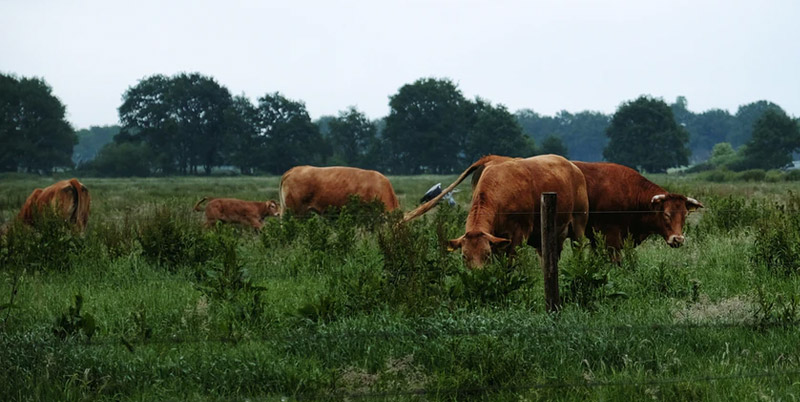 Limburg 3 (1) (1) (1)