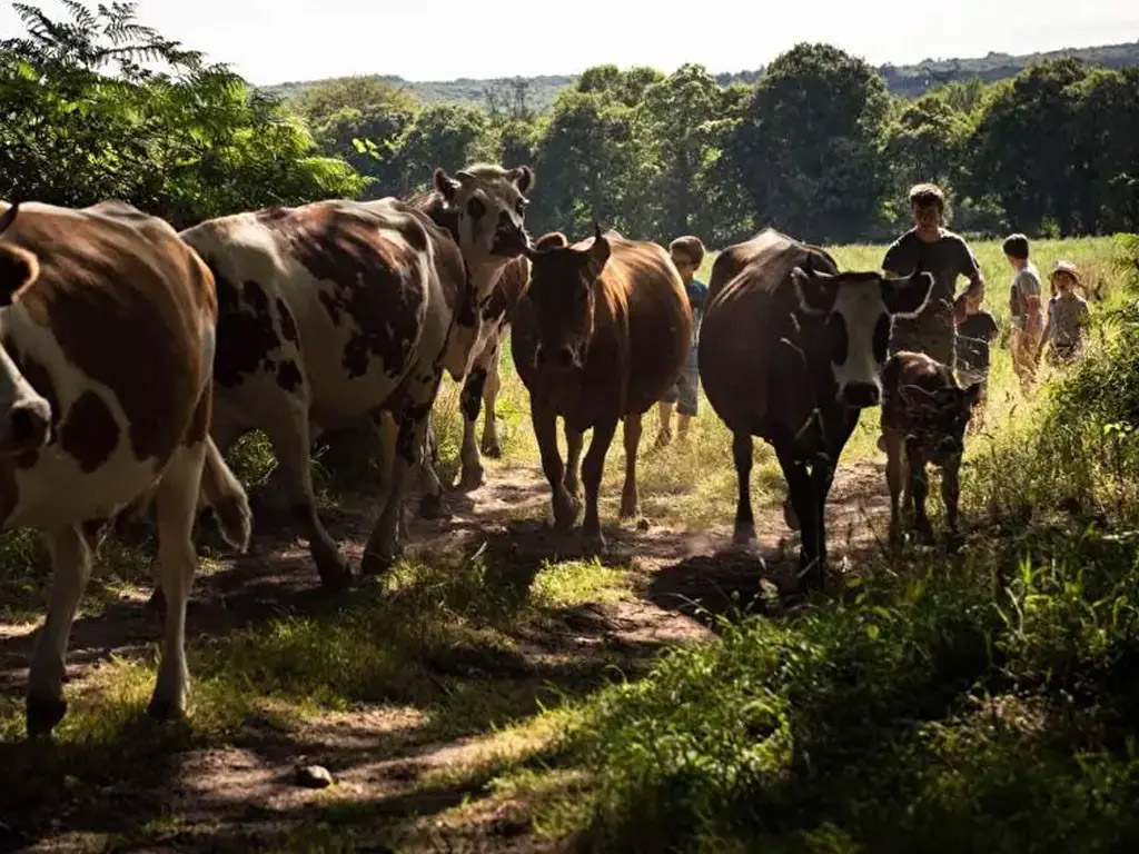 Während Ihres Campingurlaubs auf diesem französischen Bauernhof lernen Sie, wie man Kühe melkt
