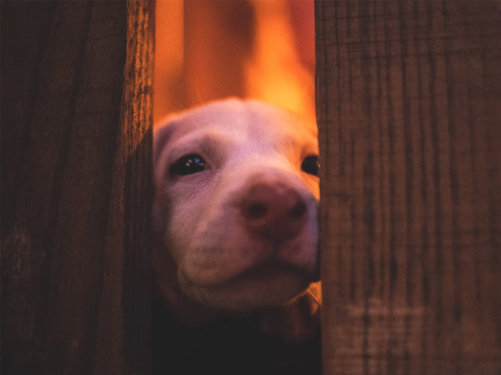 Mieten Sie ein Naturhäuschen für einen Urlaub ohne Feuerwerk
