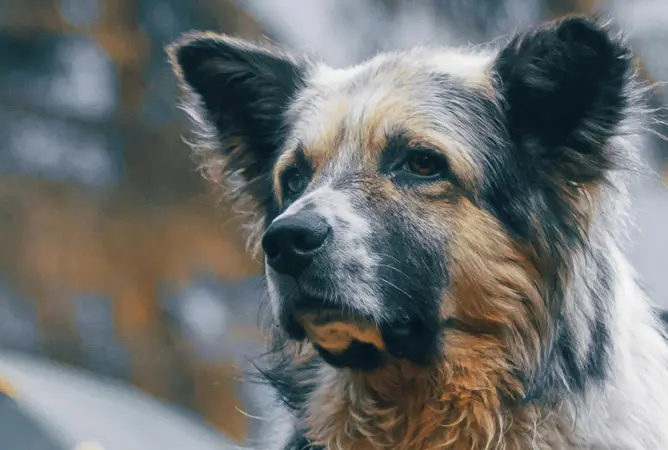 Wie kann man feststellen, ob ein Campingplatz hundefreundlich ist?