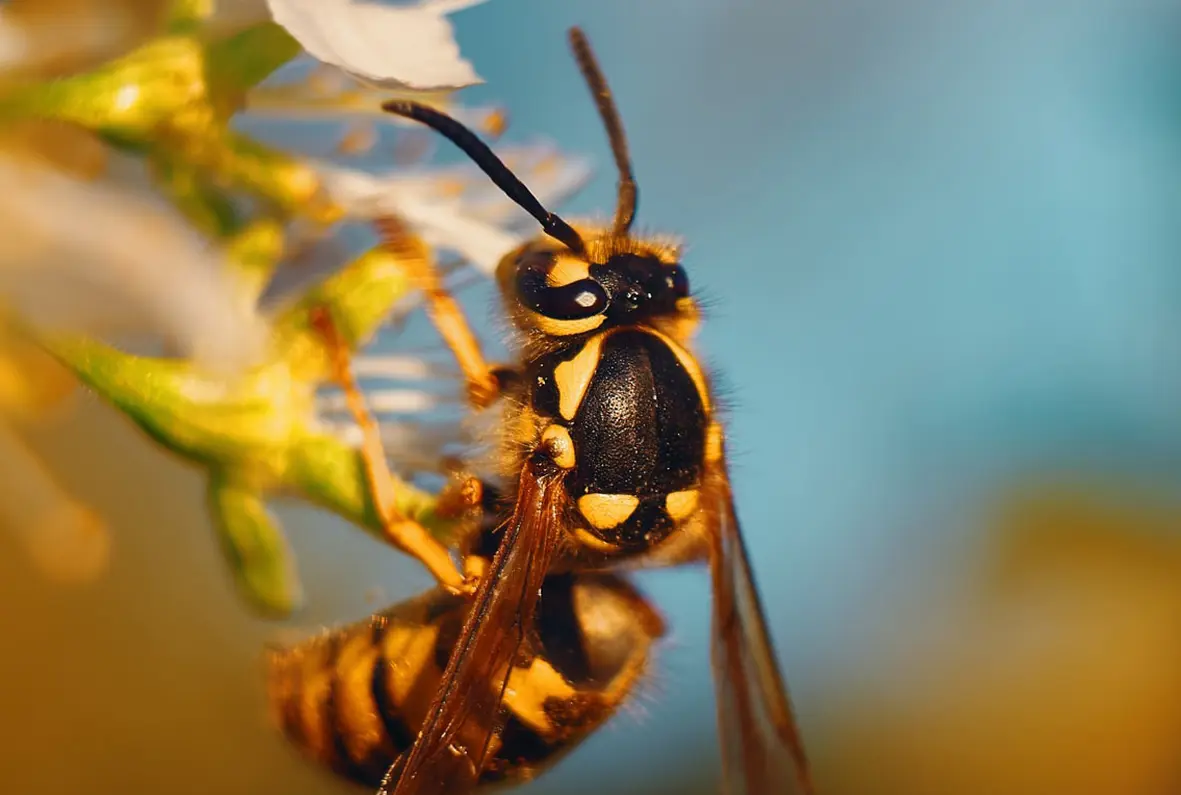 Wie kann ich Wespen in Schach halten?