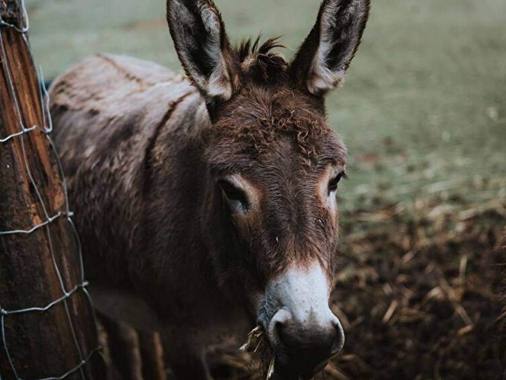 Boerenbed Hoeve Brugge 6