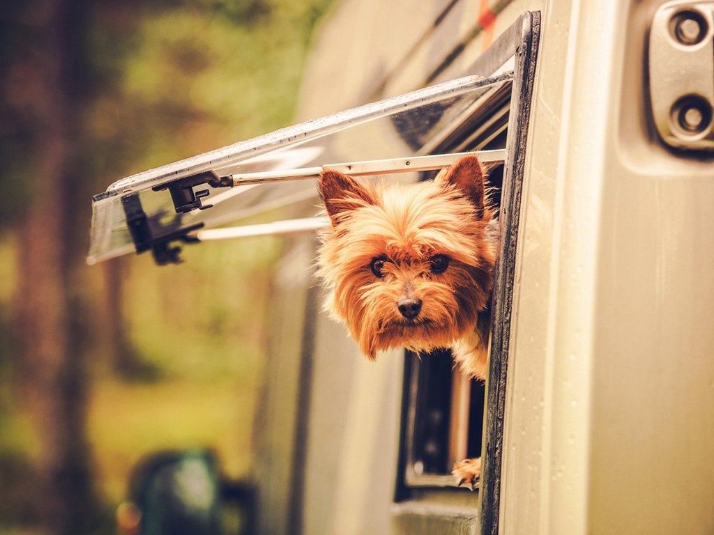 Mit dem Hund zum Camping