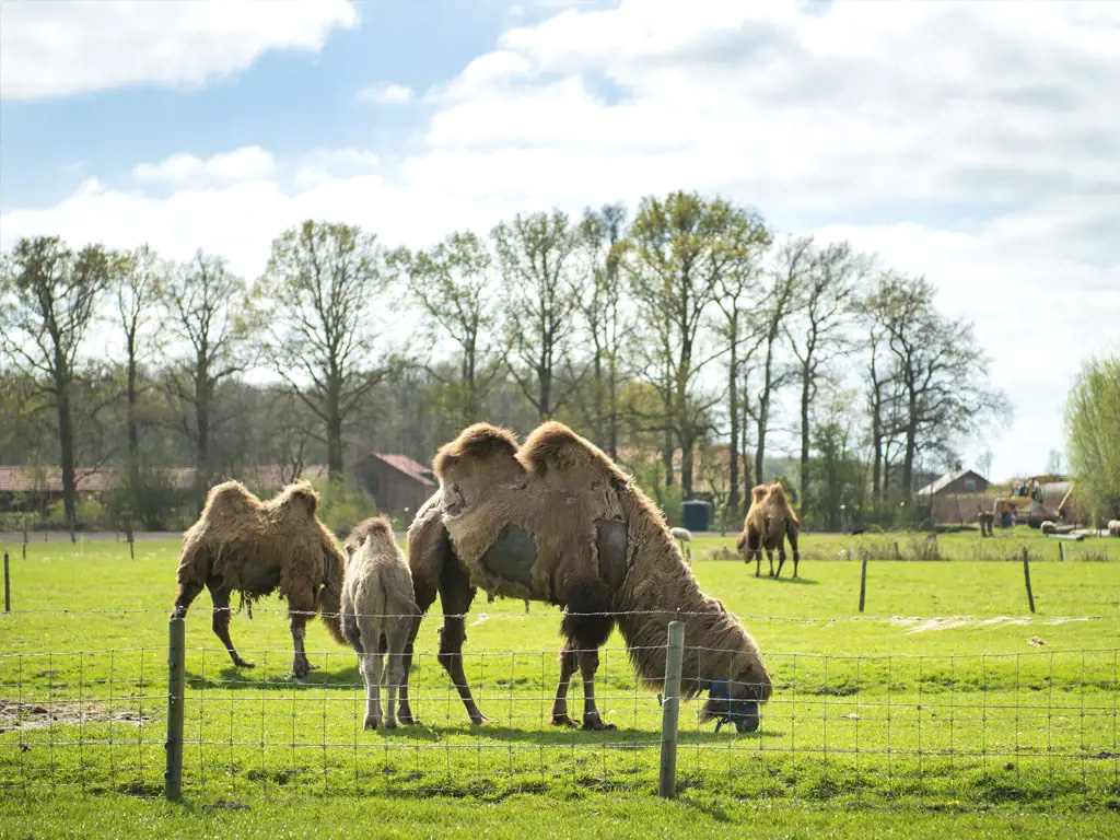 Camping auf dem Bauernhof