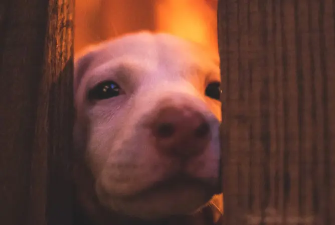 Angst vor Feuerwerkskörpern bei Haustieren