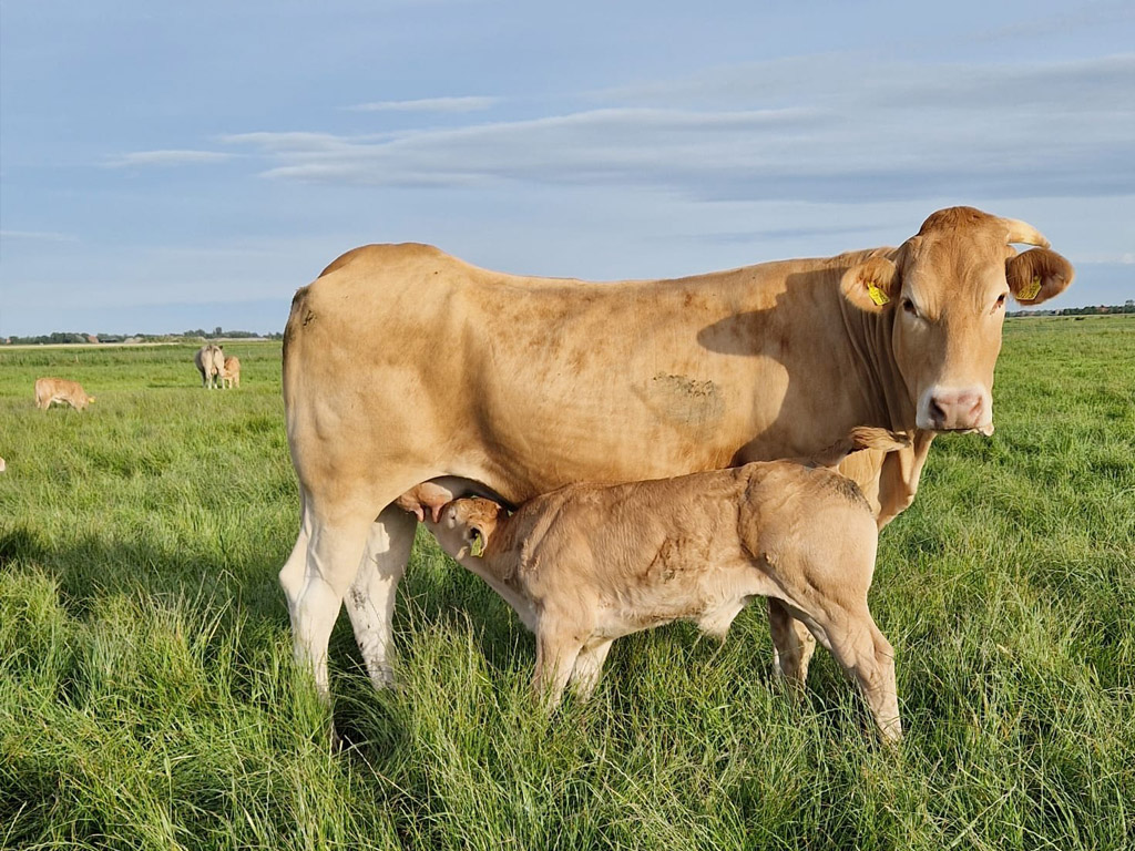 Camping De Westhoek 6