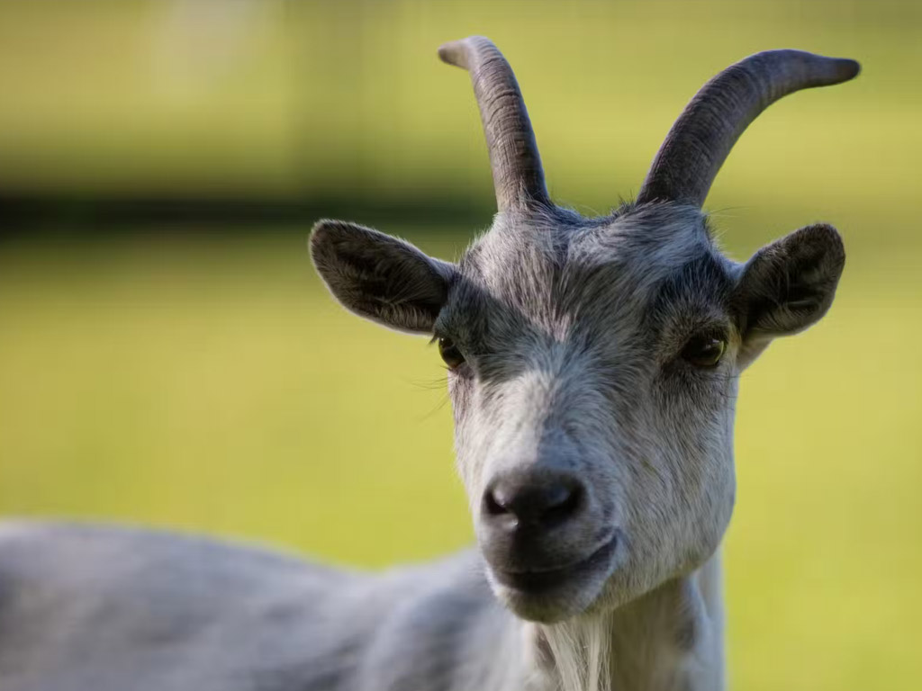 Castel Camping Chateau De Poinsouze 9