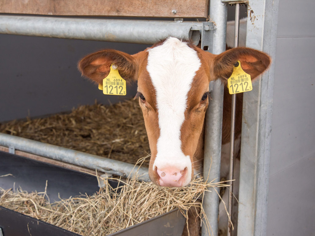 Boerencamping De Koehoorn 6