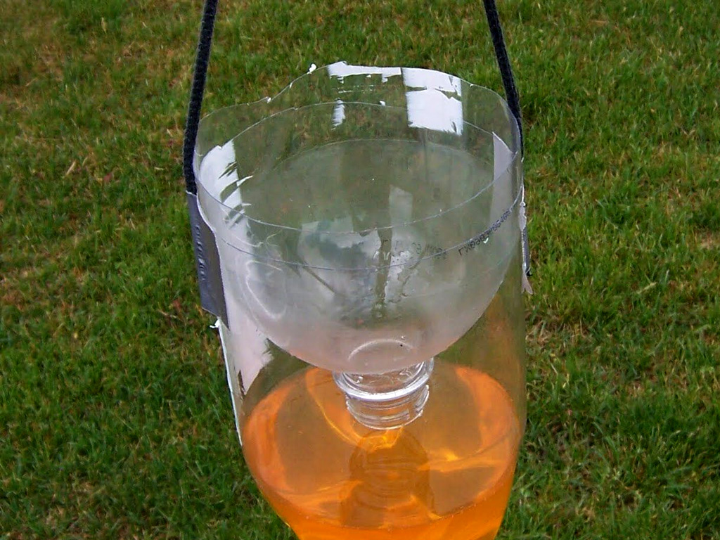 Herstellung einer Wespenfalle