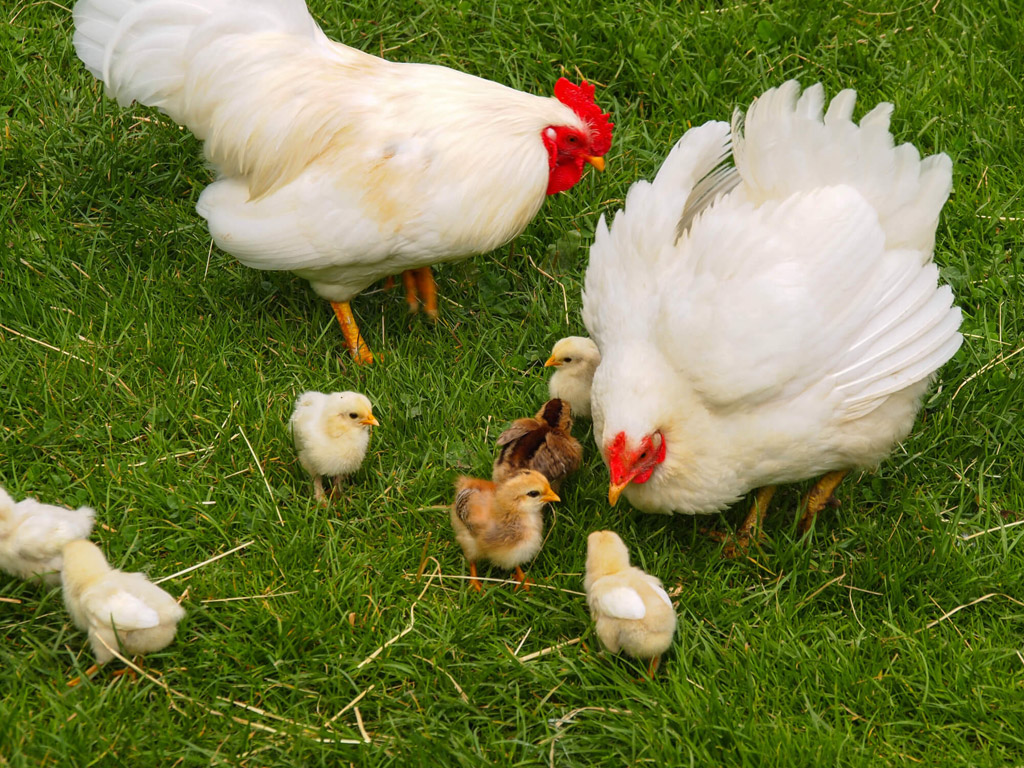 Camping Domaine La Charviere 6