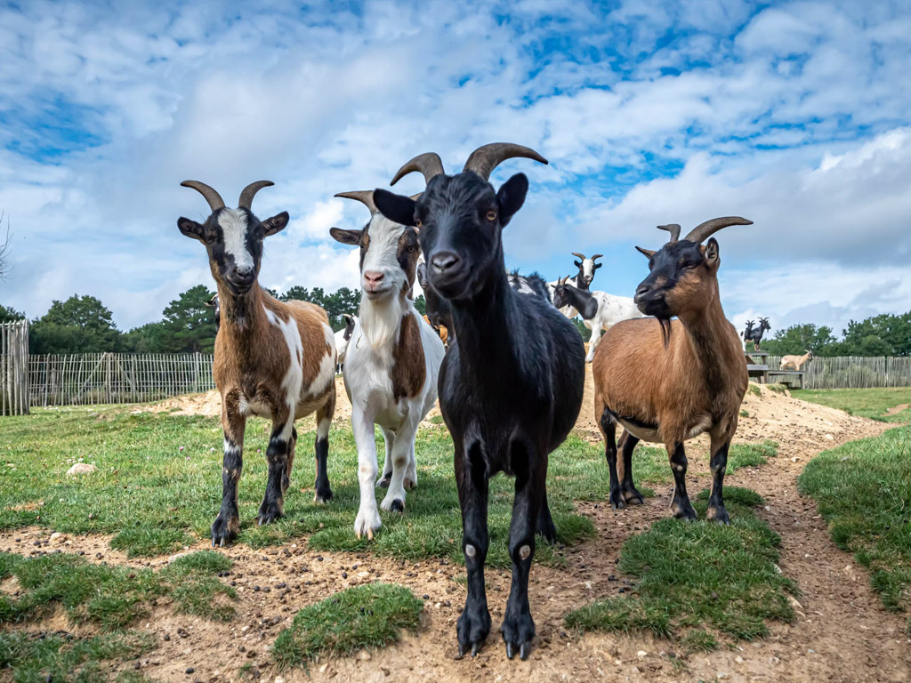 Camping Domaine D Inly 7