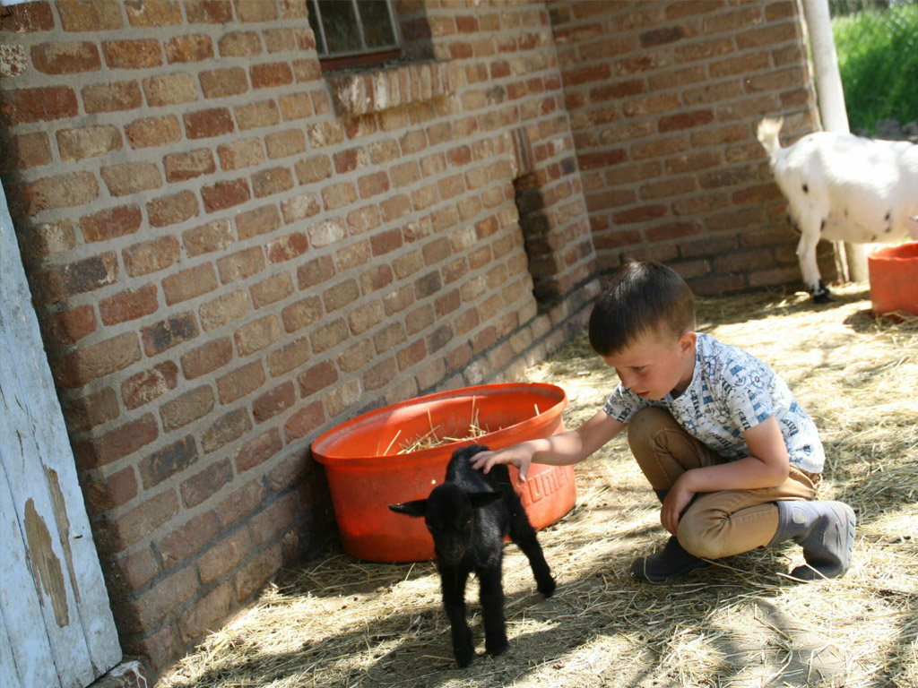 Boerencamping De Koehoorn 4