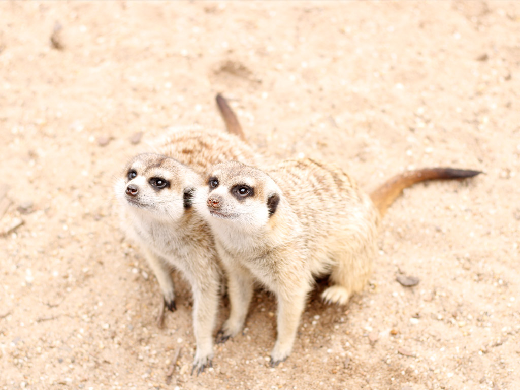 Camping Scharrelnest 1