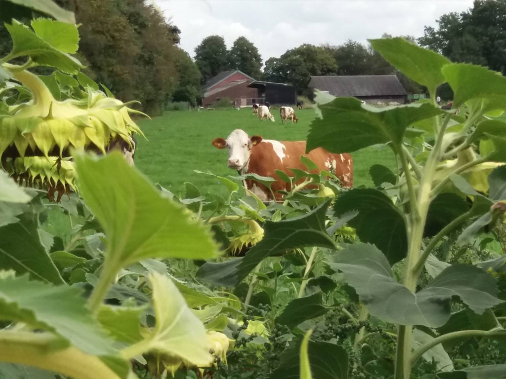 Camping De Hooiberg 9